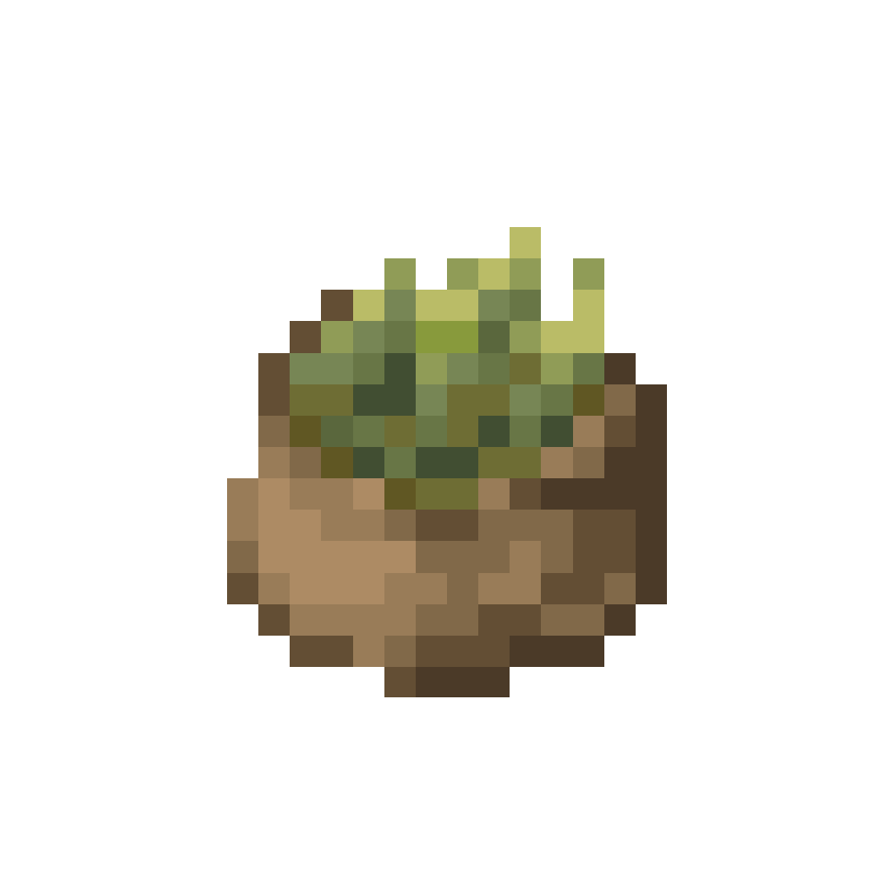 Dried Barley