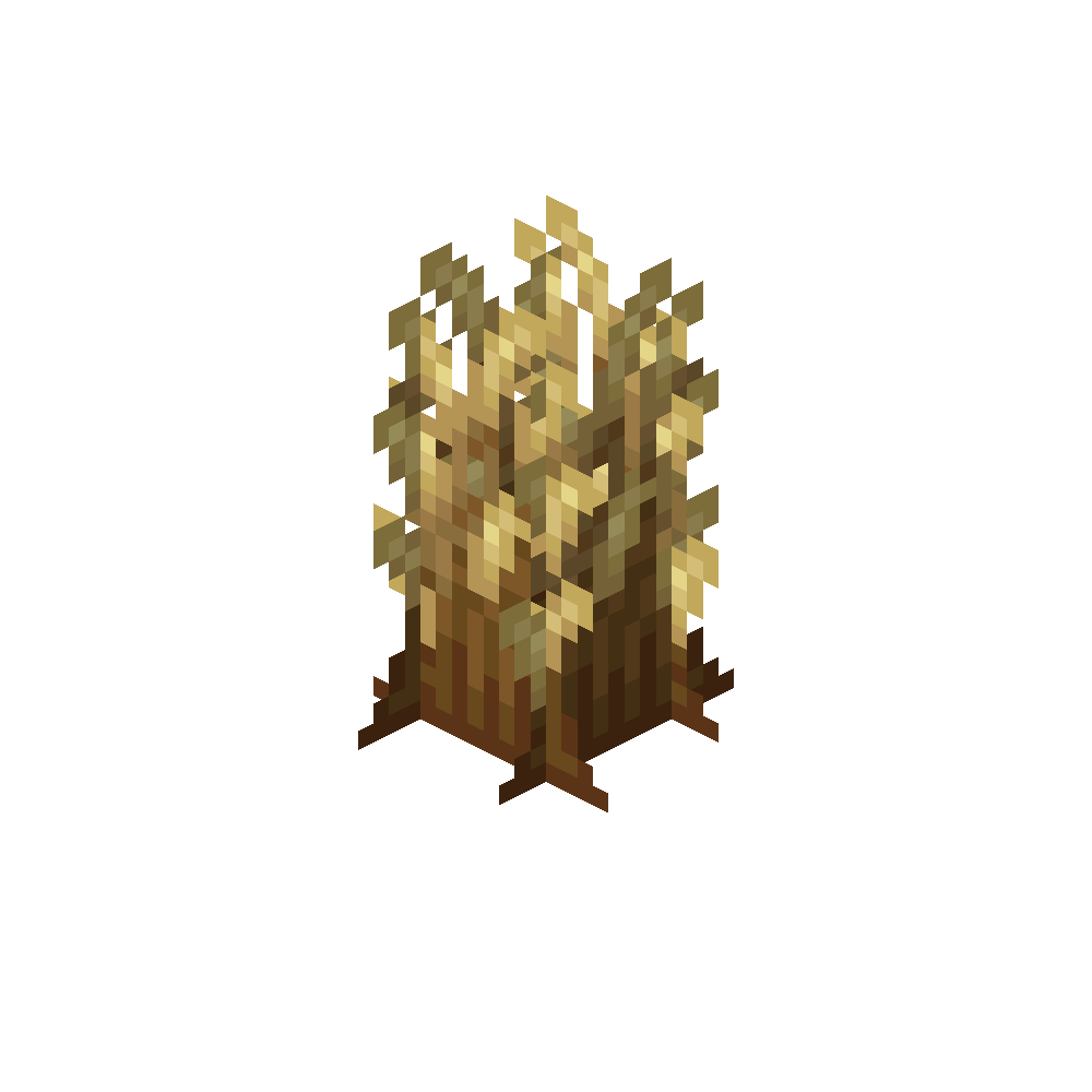 Barley Crop