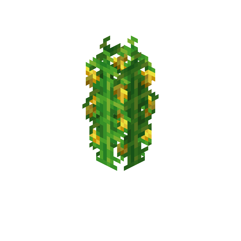 Corn Crop