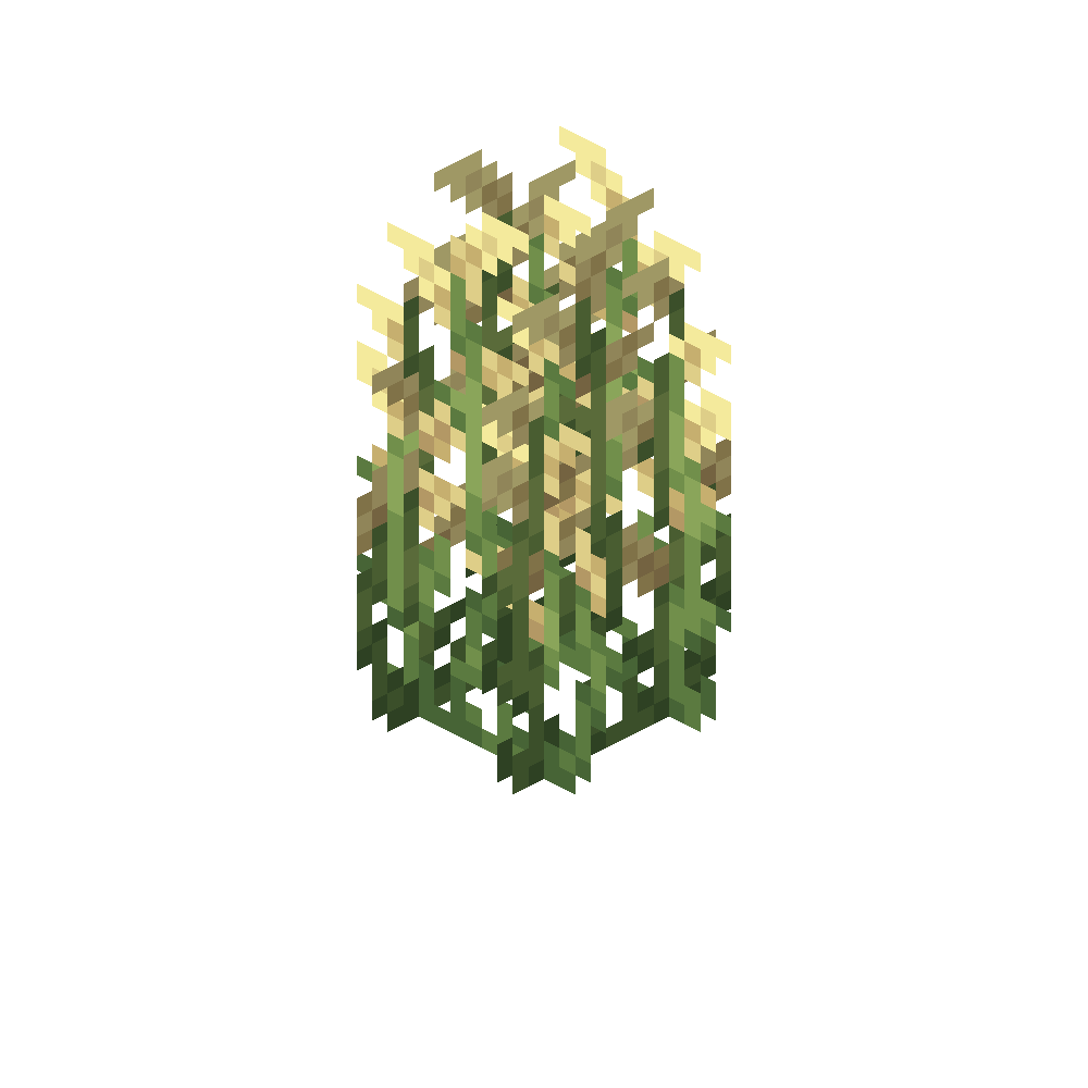 Oat Crop