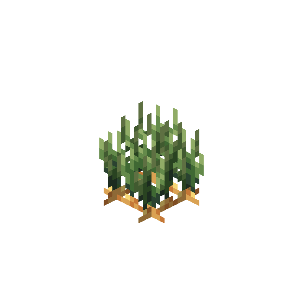 Onion Crop