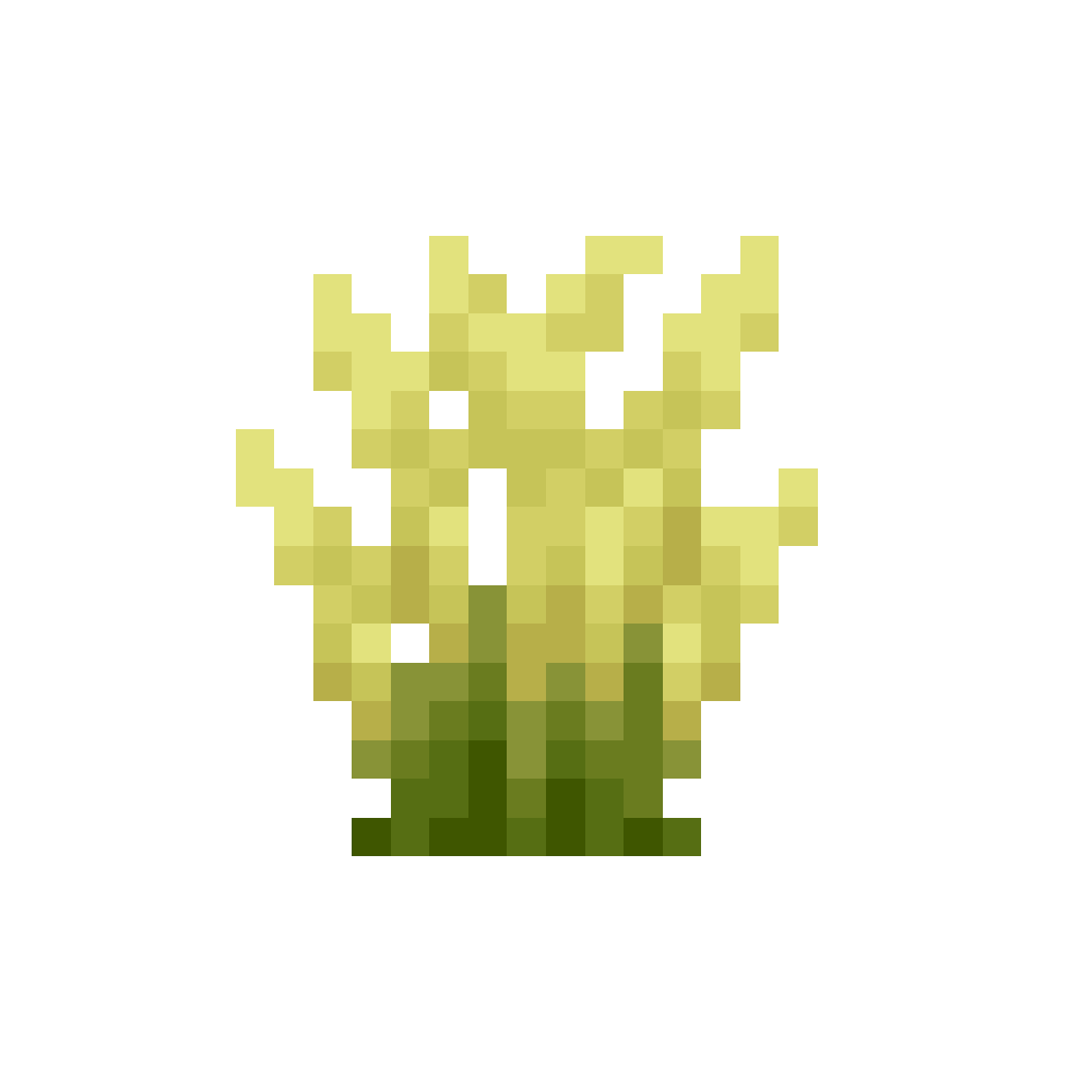 Barley