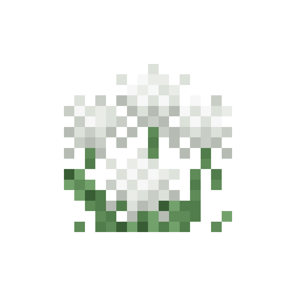 Tall Eriophorum
