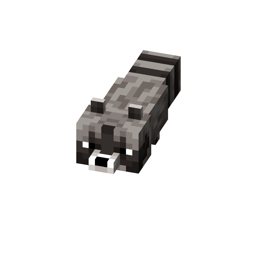 Raccoon