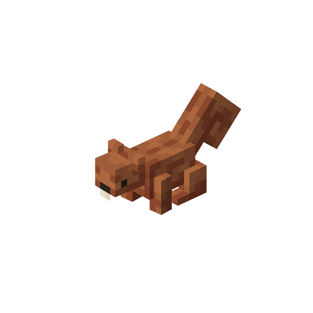 Squirrel