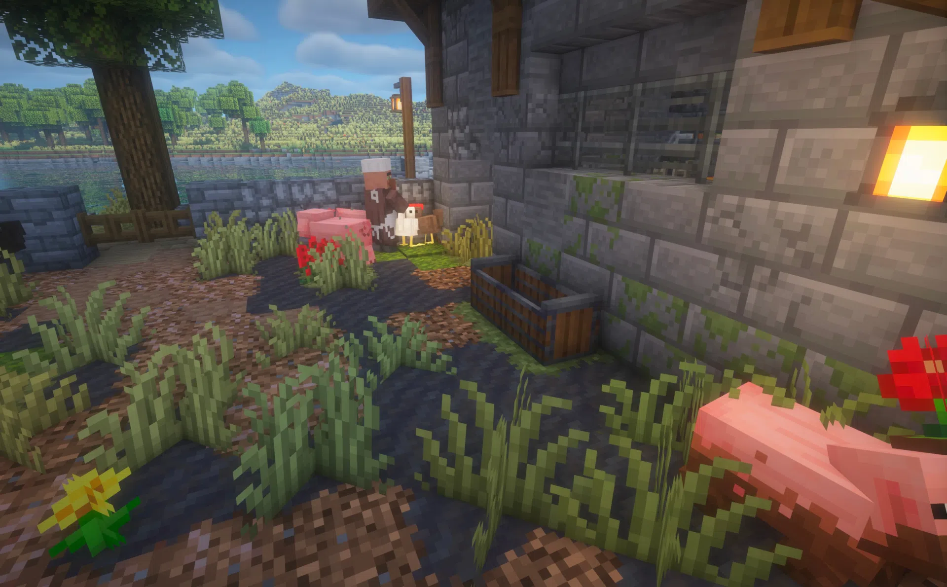 Pigs waiting at a feeding trough